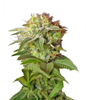 Green Poison - картинка 1