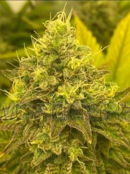 The Palmar Auto - картинка 8