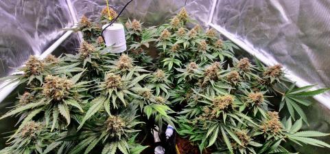 Black Cherry Punch - картинка 5