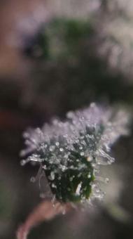 Quasar - картинка 9