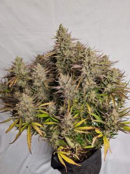 Lemon Larry OG - картинка 2