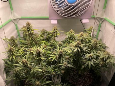 Tangie Auto - картинка 3