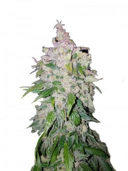 Stardawg Auto - картинка 1