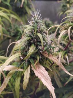 Arjan's Haze 3 - картинка 2