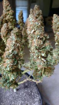 Space Cookies - картинка 5