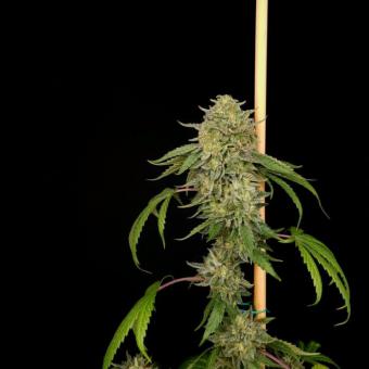 Candy Breath - картинка 1