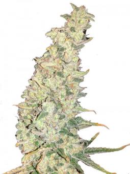 G14 Auto - картинка 1