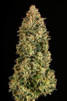 Mack & Crack Auto - картинка 6