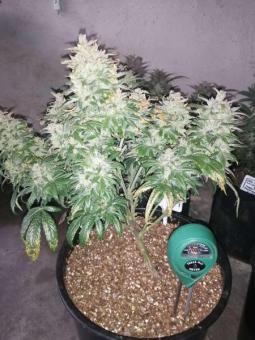 CBD Charlotte's Angel - картинка 2