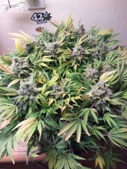 CBD Auto 20:1 - картинка 1