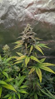 Auto Gorila - картинка 1