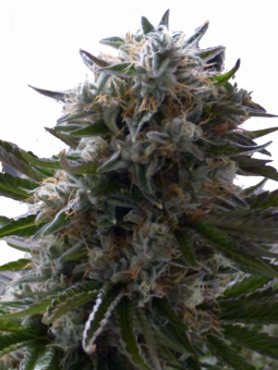 Chemo Kush genetics fem - картинка 1