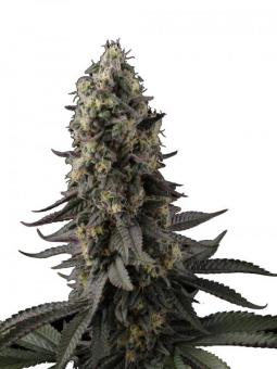 El Dorado OG - картинка 2