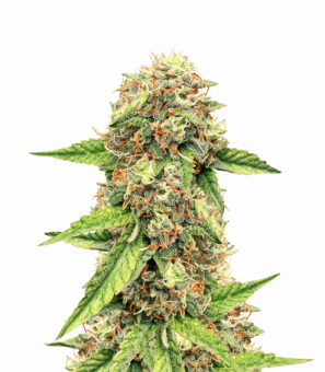 Auto Colorado Cookies - картинка 7