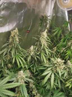 Anubis - картинка 5