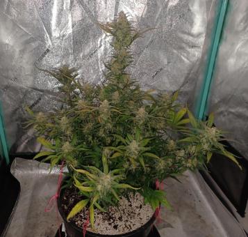 BubbleGum Auto - картинка 4