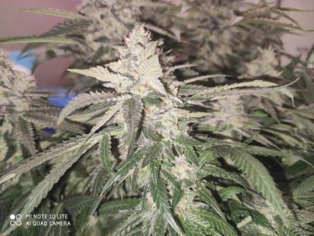 Sunset Paradise - картинка 3