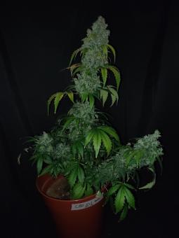 CBD Auto 20:1 - картинка 3