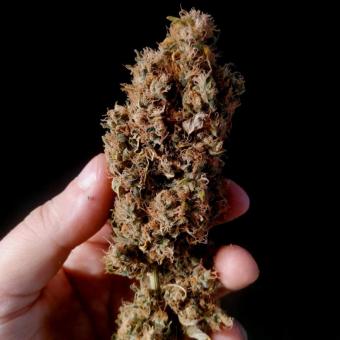 Dark Phoenix - картинка 5