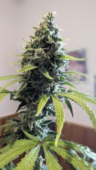 Papaya Zoap F1 Fast Version - картинка 5