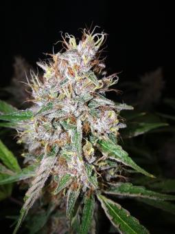 Amaretto Tarmac - картинка 7