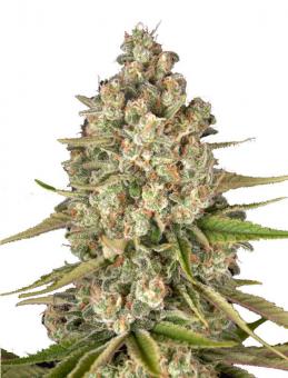 Lost Pearl - картинка 1