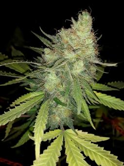 Gorila - картинка 3