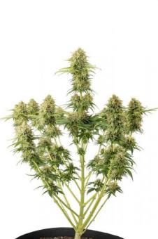 Cookies Fast - картинка 3