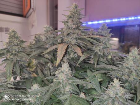 Sunset Paradise - картинка 6