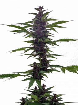 Auto Forbidden Cherry - картинка 1