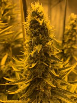 Double Og Haze - картинка 5