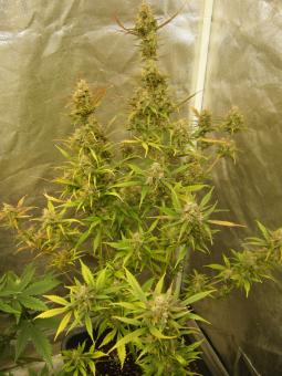 Critical Plus Auto - картинка 5