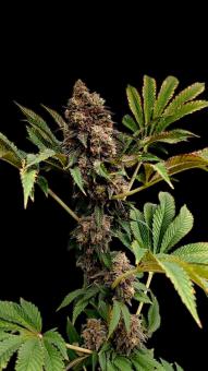 Lemonpaya - картинка 3