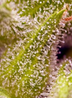 Sweet Cherry Pie - картинка 5