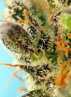 Sweet Zenzation XL Auto - картинка 1