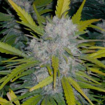 Critical Plus Fast - картинка 4