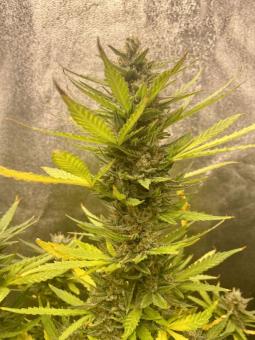 Bruce Lemon Diesel - картинка 7