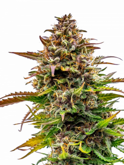 Bubble Kush Auto - картинка 8