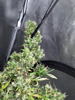 Arjan's Ultra Haze #1 - картинка 6