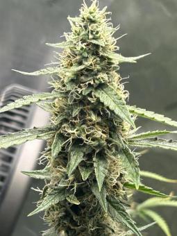 Classic Old School Fem Mix - картинка 3