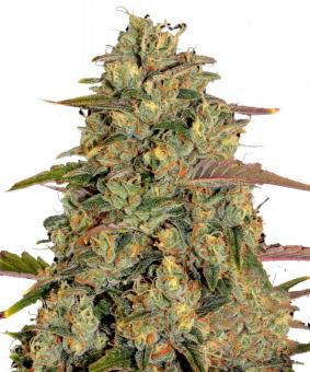 Amnesia Lemon - картинка 1