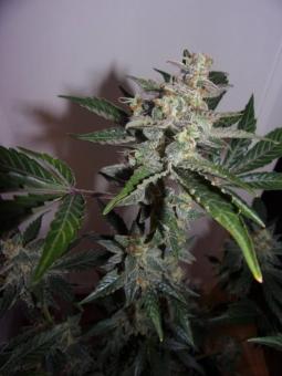 Grapefruit Auto - картинка 3