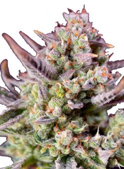 Sweet Zenzation XL Auto - картинка 3