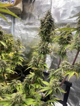 Trainwreck Auto - картинка 8