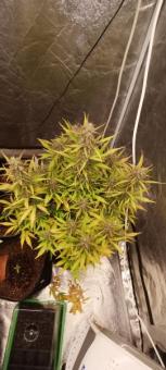 Fat Pete’s Cookies Auto - картинка 3