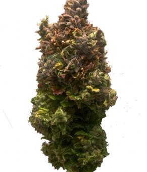 The Palmar Auto - картинка 7