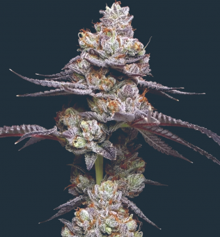 Thin Mint - картинка 1