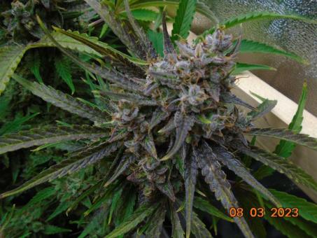 Banana Blaze - картинка 2