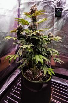 Dutch Kush - картинка 3