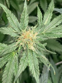 SnowBud - картинка 3